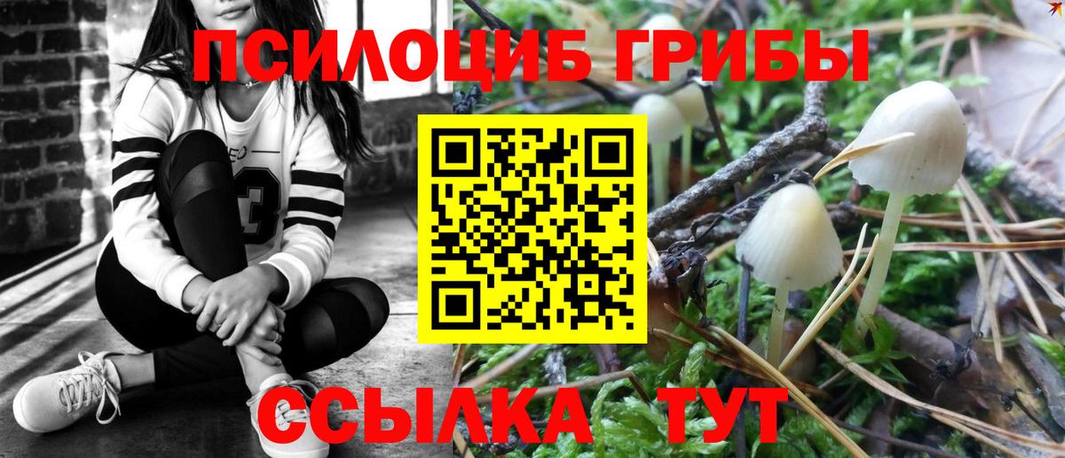 Пугачёв  купить   Вход с VPN  Псилоцибиновые грибы Magic Shrooms 